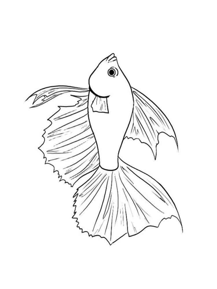 Betta fish coloring pages. Download and print Betta fish coloring pages.